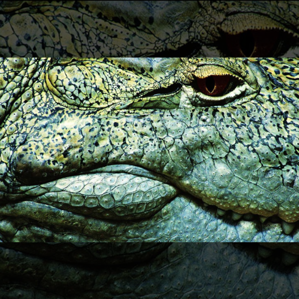 SP Craquelée - Imagem 5
